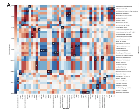 MTD analyzes gene expression activity in both the host and microbiome at the same time, and automatically generates a graphic showing correlations between the two. Darker red shows a stronger positive correlation, meaning the upregulation or downregulation of a certain host gene or pathway is related to upregulation or downregulation of a certain type of microbe in the same direction. Darker blue shows a stronger negative correlation, meaning a host gene or pathway is less active but the microbe species is more active. While the analysis does not indicate one causes the other, it can highlight relationships for researchers to investigate further that could help to understand the cause-effect relationship for potential development of treatments. Credit: Texas Biomed MTD analysis