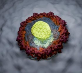 The artists impression shows how the HIV capsid penetrates the jelly-like permeability barrier of a nuclear pore. To smuggle its genome through this defense line into the cell nucleus, it has evolved into a molecular transporter.  Johannes Pauly / Max Planck Institute for Multidisciplinary Sciences