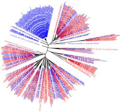 Rebound DNA sequences from the blood (red) and the CSF (blue. (Credit: Swanstrom Lab, UNC School of Medicine)