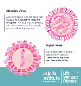 Illustration of two paramyxoviruses with descriptions. These viruses are illustrated in shades of pink and orange. They resemble spheres with protruding surface proteins that look like small florets. Nipah virus - Carried by bats. Known for its high mortality rate. Has caused deadly outbreaks in southeastern Africa and Southeast Asia. There are no approved vaccines or treatments. Measles virus - A growing cause of childhood death worldwide. Vaccination rates are dropping. Pregnant people and immunocompromised people cannot receive the vaccine.