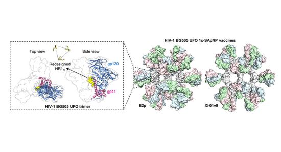 A structural depiction of two HIV nanoparticle vaccines (E2p and I3-01v9) and a close-up of the Env proteins these nanoparticles display on their surfaces (HIV-1 BG505 UFO trimer). The vaccines are designed to have shorter sugars (or glycans) on the Env protein. Credit: Scripps Research A structural depiction of two HIV nanoparticle vaccines (E2p and I3-01v9) and a close-up of the Env proteins these nanoparticles display on their surfaces (HIV-1 BG505 UFO trimer). The vaccines are designed to have shorter sugars (or glycans) on the Env protein. Credit: Scripps Research