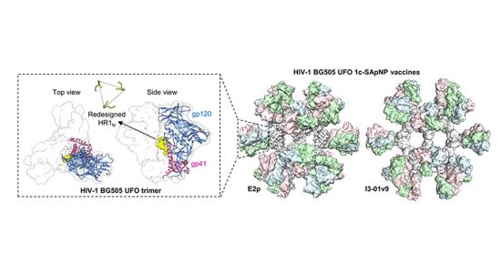 A structural depiction of two HIV nanoparticle vaccines (E2p and I3-01v9) and a close-up of the Env proteins these nanoparticles display on their surfaces (HIV-1 BG505 UFO trimer). The vaccines are designed to have shorter sugars (or glycans) on the Env protein. Credit: Scripps Research